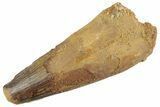 Fossil Spinosaurus Tooth - Feeding Worn Tooth #368024-1